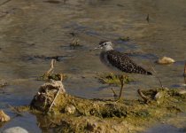 Wood Sandpiper_Al Ansab_301213a.jpg