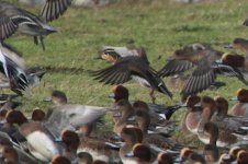 2013_12_08 (31)_Baikal_Teal (800x533).jpg