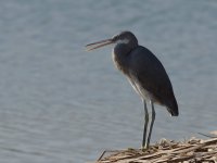 W Reef Heron_Al Ansab_301213a.jpg