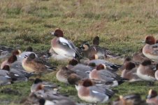 2013_12_08 (34)_Baikal_Teal (800x533).jpg