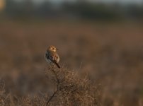 Daurian Shrike_Sun Farms_301213a.jpg