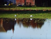 Little Egrets New Mill 19012014.jpg