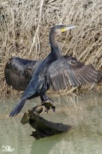 Cormorán Alas-1.jpg