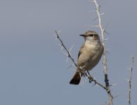 RT Wheatear_K Milahah_311213a.jpg