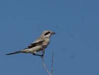 Steppe Grey Shrike_Shinas_311213a.jpg