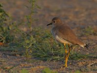 WT Lapwing_Sun Farms_311213a.jpg