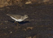 Temmincks Stint_Sun Farms_311213a.jpg