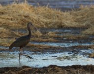 Glossy Ibis_Sun Farms_311213a.jpg