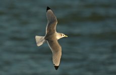 01-19-2014 Kittiwake Adult Southend Pier WEB 066.jpg