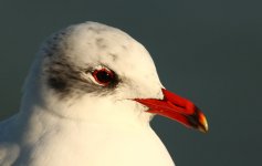 01-19-2014 MedGull adult Southend Pier WEB 533.jpg