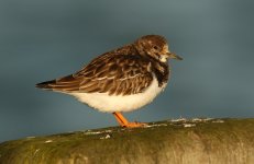 Turnstone Southend Pier 19-01-2014 WEB 009.jpg