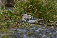 Hornemann's Arctic Redpoll1 041012.jpg