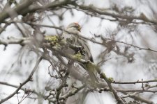 Redpoll sp 120114.jpg