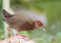 Ruddy-breasted Crake.jpg