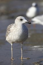 front view maybe 1st winter Armenian Gull ladies mile.jpg