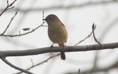 Daurian Redstart.jpg