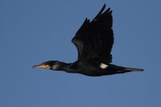 2014_01_19 (3)_Cormorant (800x533).jpg