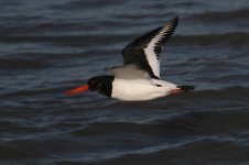 2014_01_19 (9)_Oystercatcher (800x533).jpg