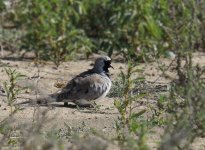 Namaqua Dove_Sun Farms_010114a.jpg