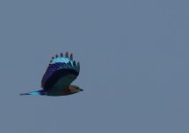 Indian Roller_Sun Farms_010114a.jpg