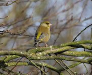 greenfinch.JPG