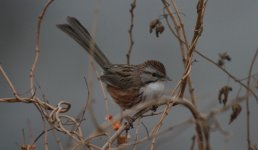 Chinese Hill Warbler 2.jpg