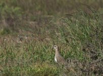 Sociable Lapwing_Sun Farms_010114a.jpg