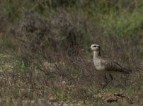 Sociable Lapwing_Sun Farms_010114b.jpg