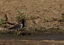 RW Lapwing_Sun Farms_010114a.jpg