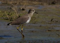 WT Lapwing_Sun Farms_010114b.jpg