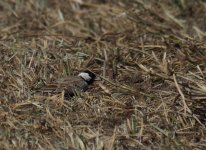 BC Sparrow Lark_Sun Farms_010114a.jpg