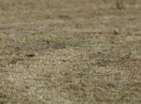 BB Pipit Oriental Skylark_Sun Farms_010114a.jpg