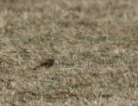 Ortolan Bunting_Sun Farms_010114a.jpg