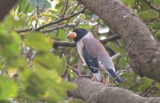 IMG_0845 Chinese Grosbeak Tai O.jpg