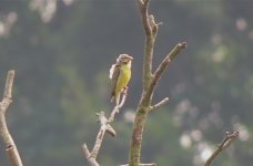 IMG_0842 Yellow-fronted Canary?.jpg