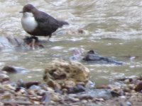 Dipper 051.jpg