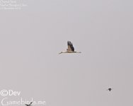 Stork,Oriental_001.jpg