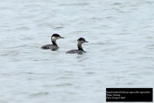 Eared Grebe.jpg