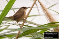 Black-browed Reed-Warbler.jpg