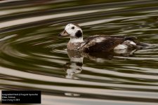 Long-tailed Duck.jpg