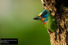 Taiwan Barbet 4.jpg