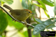 Rufous-capped babbler 2.jpg