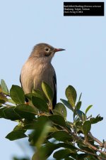 Red-billed Starling.jpg