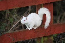 2014_01_02 (3)_Albino_Grey_Squirrel (800x533).jpg