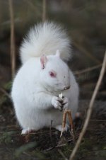 2014_01_02 (5)_Albino_Grey_Squirrel (533x800).jpg