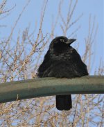 resized-crow-copy.jpg