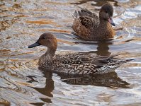 Female Pintail EM1.jpg