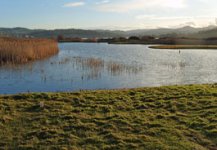 CONWY RSPB 19 01 2014 (25).JPG