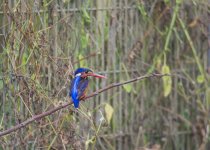 Blue-eared Kingfisher.jpg