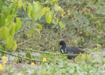 Common Moorhen.jpg